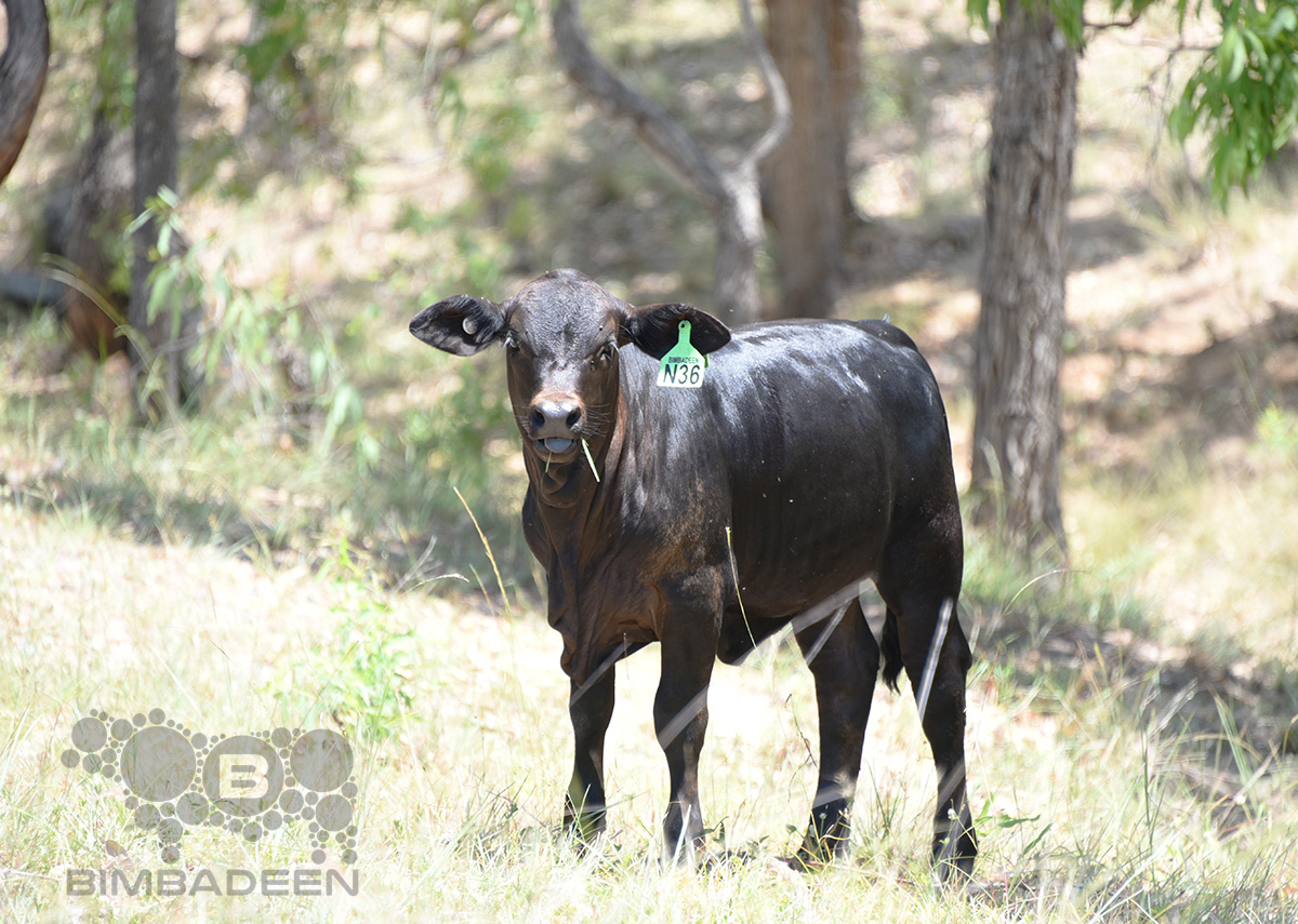 Out in the paddock… calves post-branding